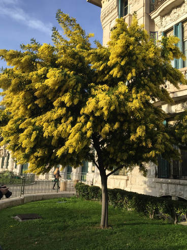 Fransız Rivierası (Nice)